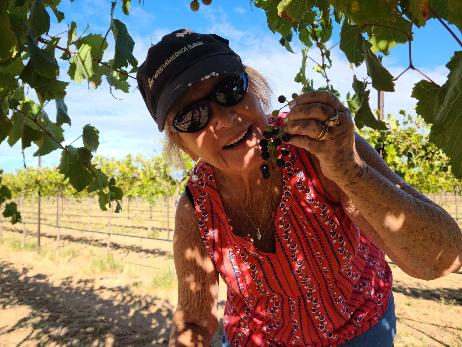 Tasting the fruit at veraison