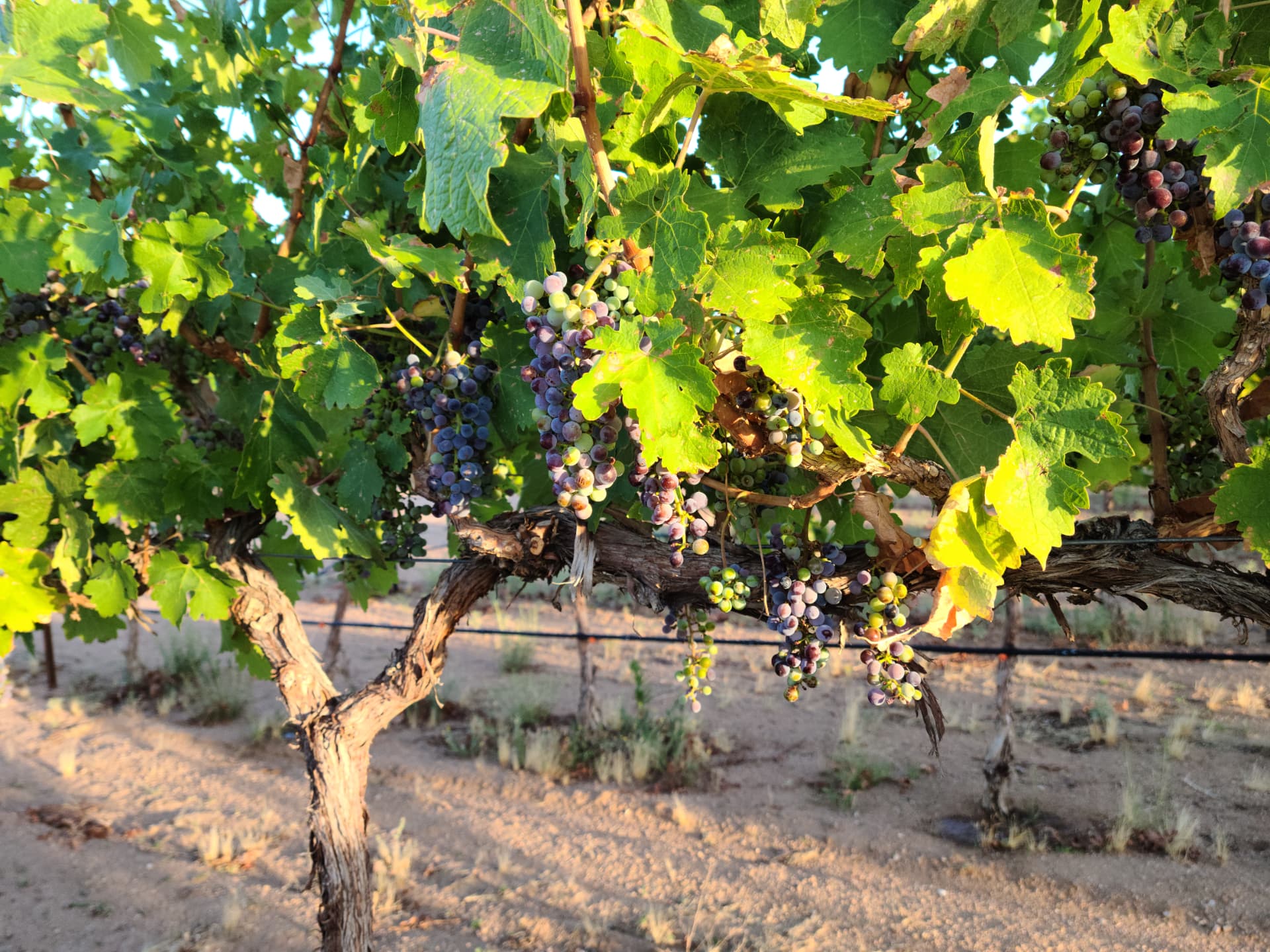 Veraison at sunrise, the fruit beginning to color
