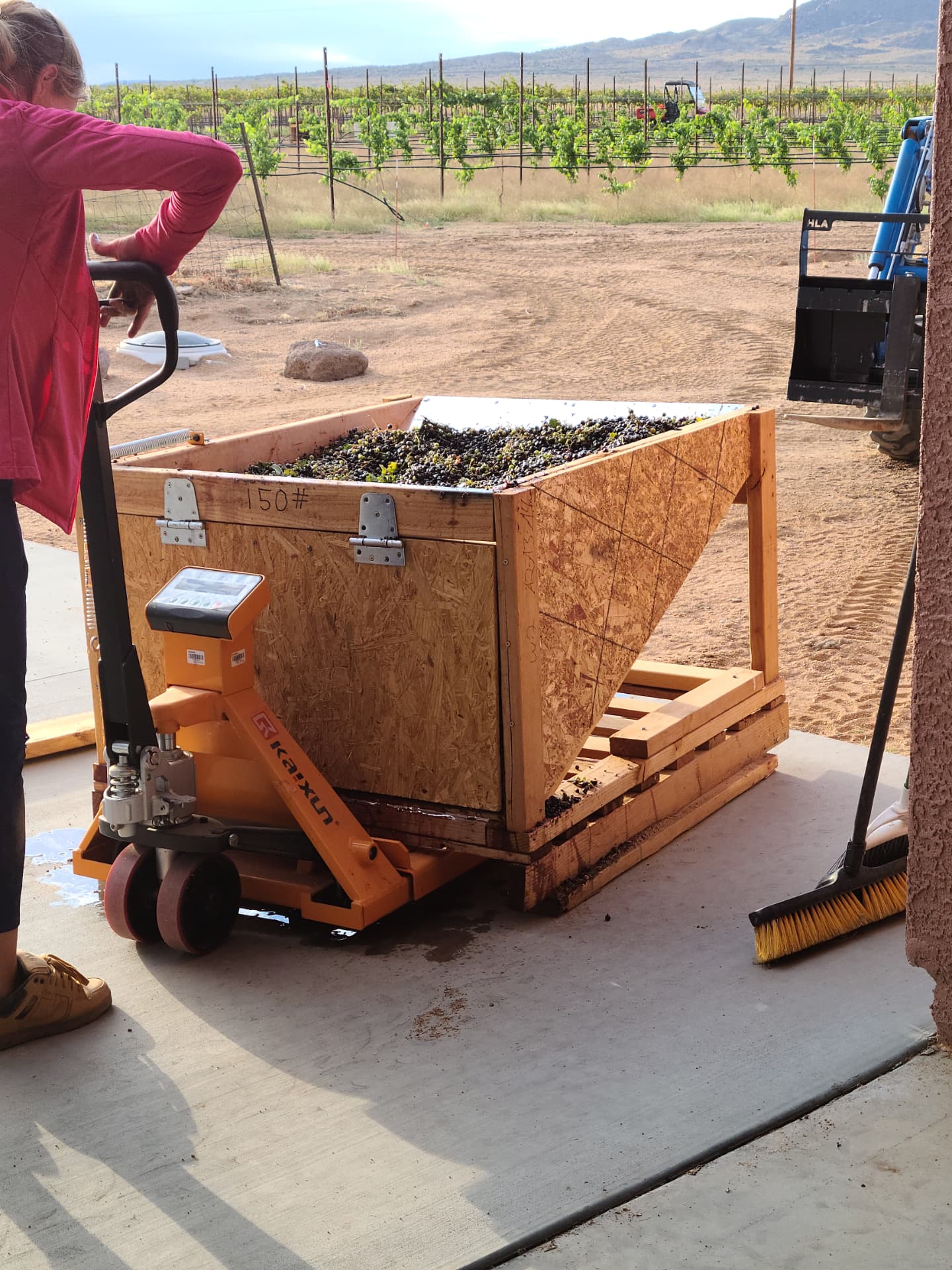 Weighing the fruit at the crush pad