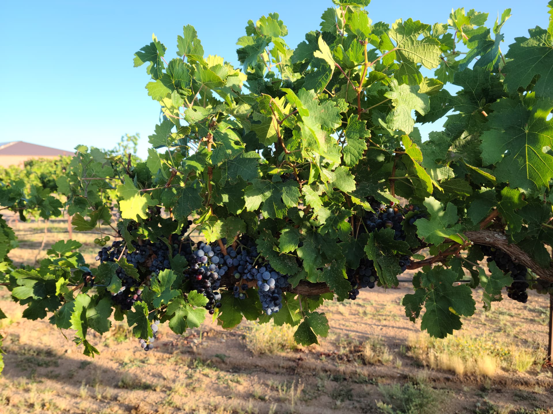 Ripe clusters catching the morning light