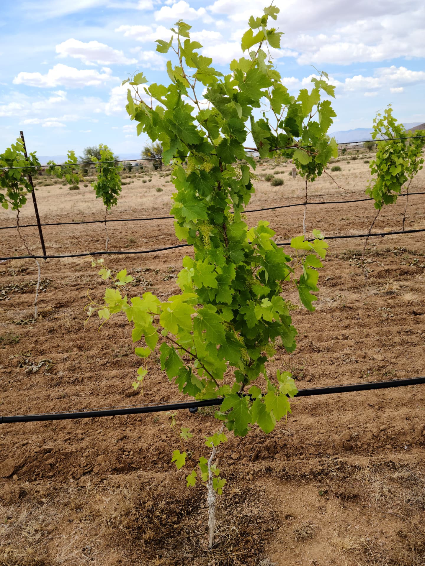 A young vine in its first season