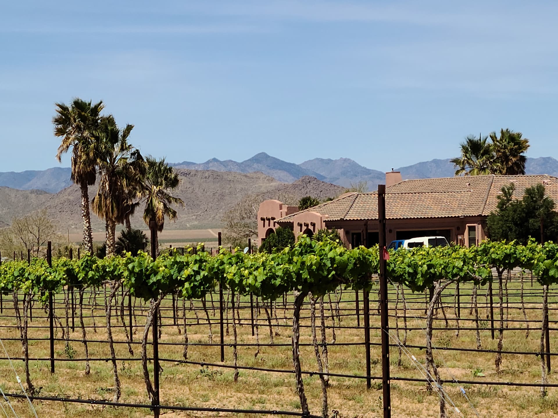 The estate house beyond the vines