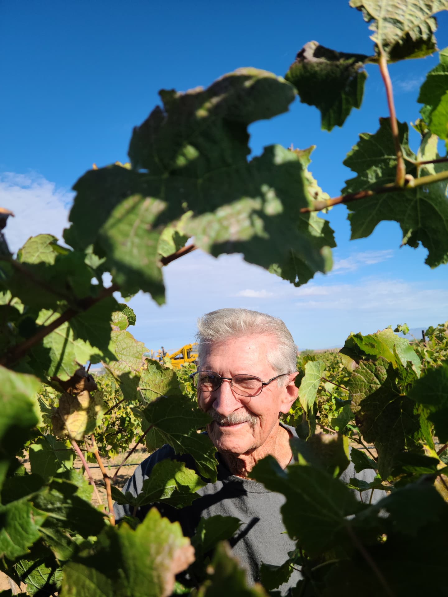 Among the vines at harvest