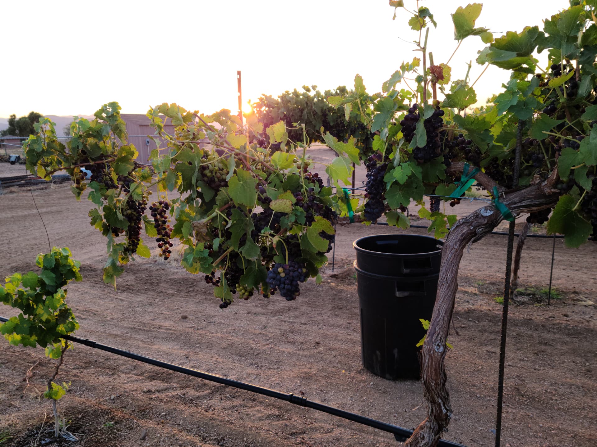 Clusters of ripening wine grapes on the vine at sunset