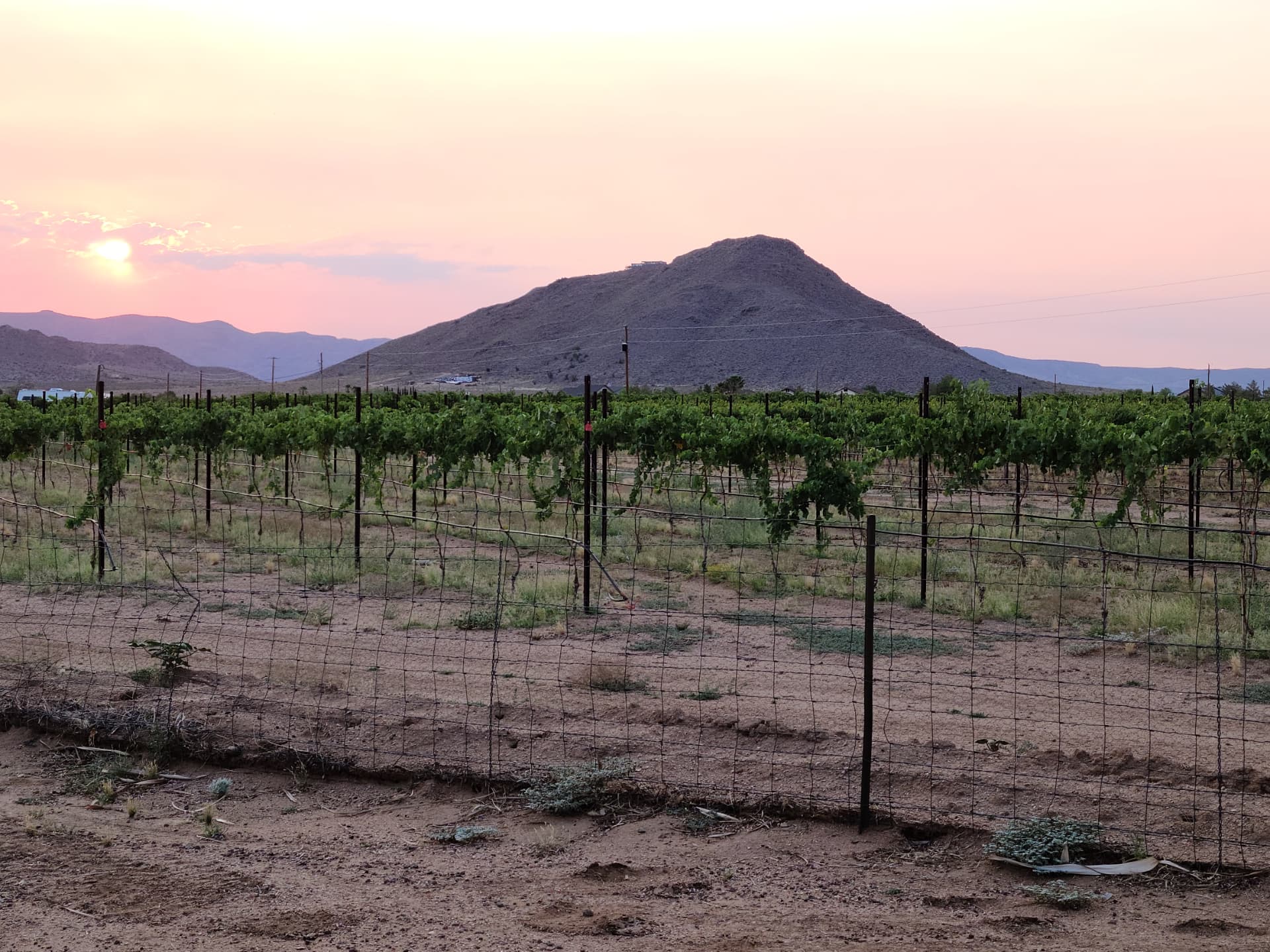 Vineyard rows at sunrise with the desert mountain behind the estate