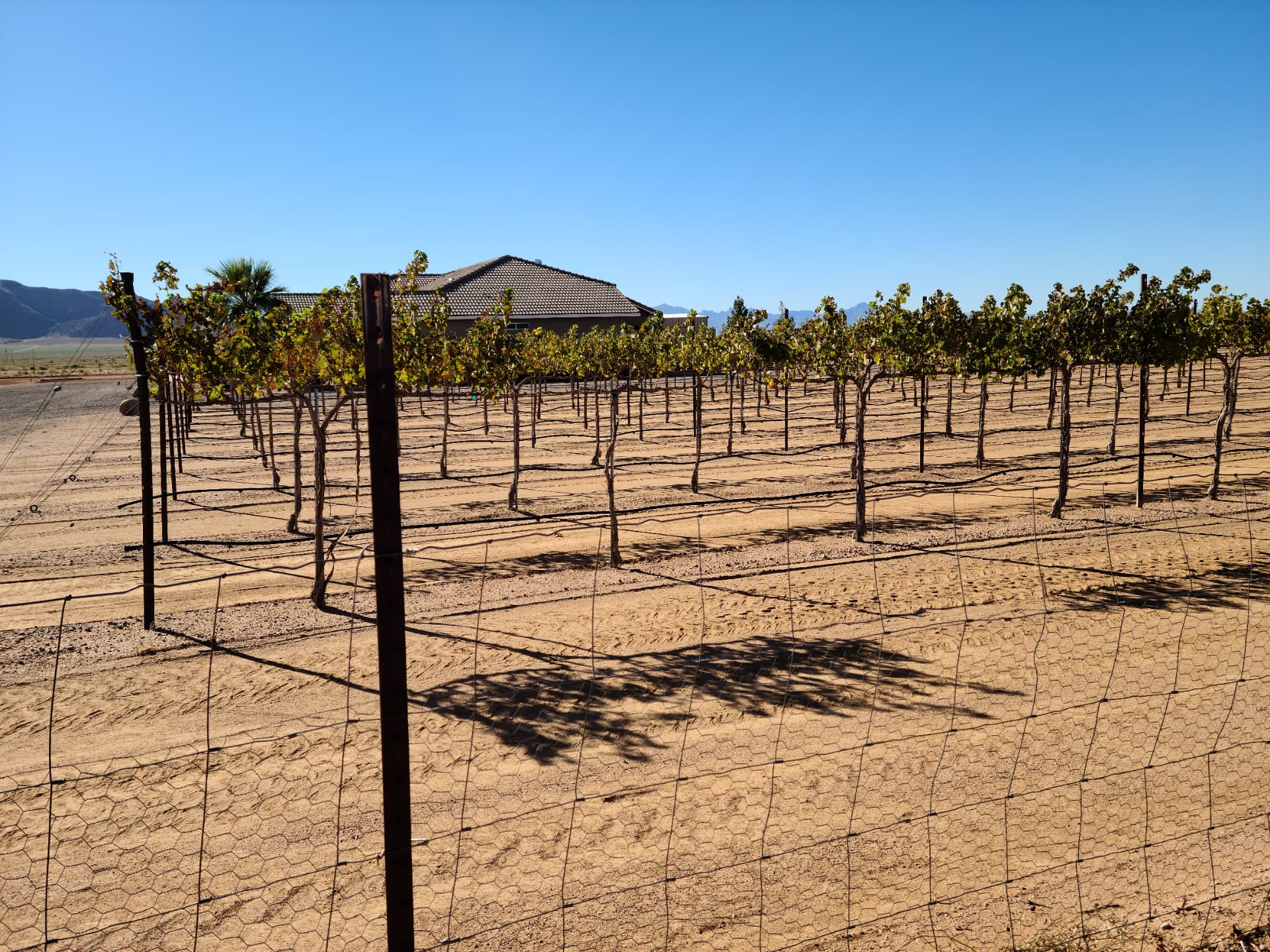 Trellised vine rows in sandy desert soil at Quail Rock Vineyard, with the estate house and distant mountains under a clear blue sky