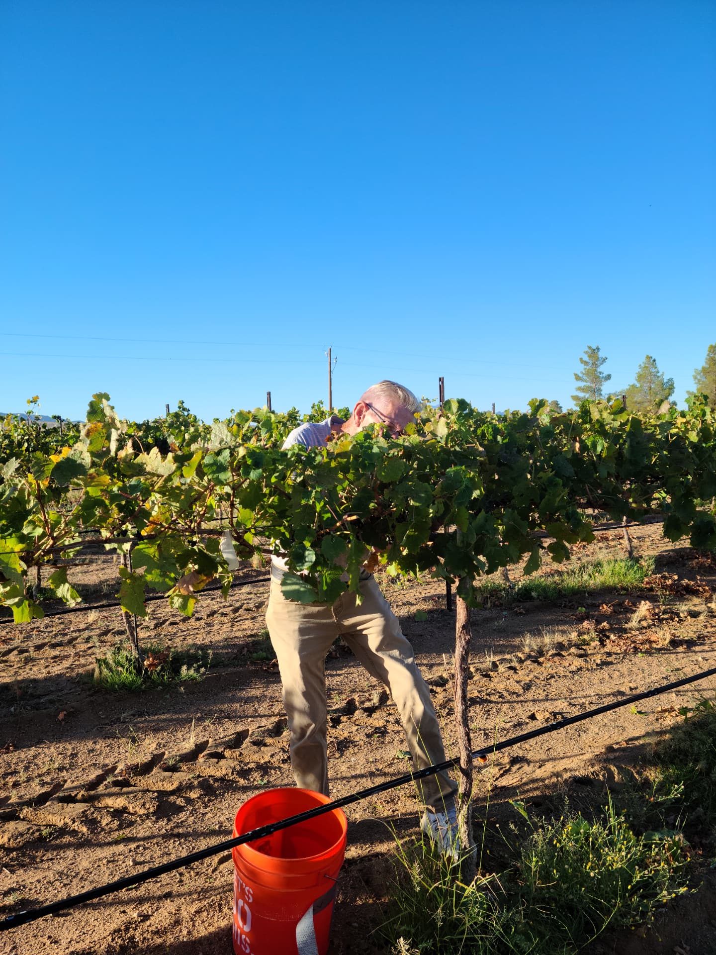 Hand-harvesting a row at sunrise