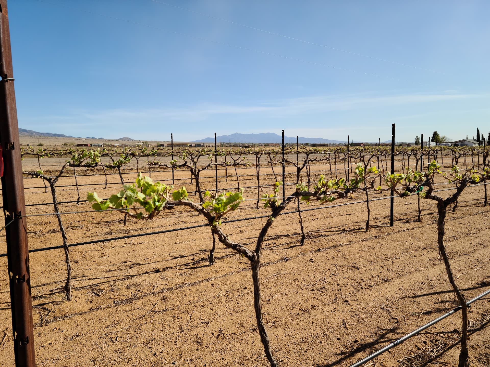 Bud break in early spring
