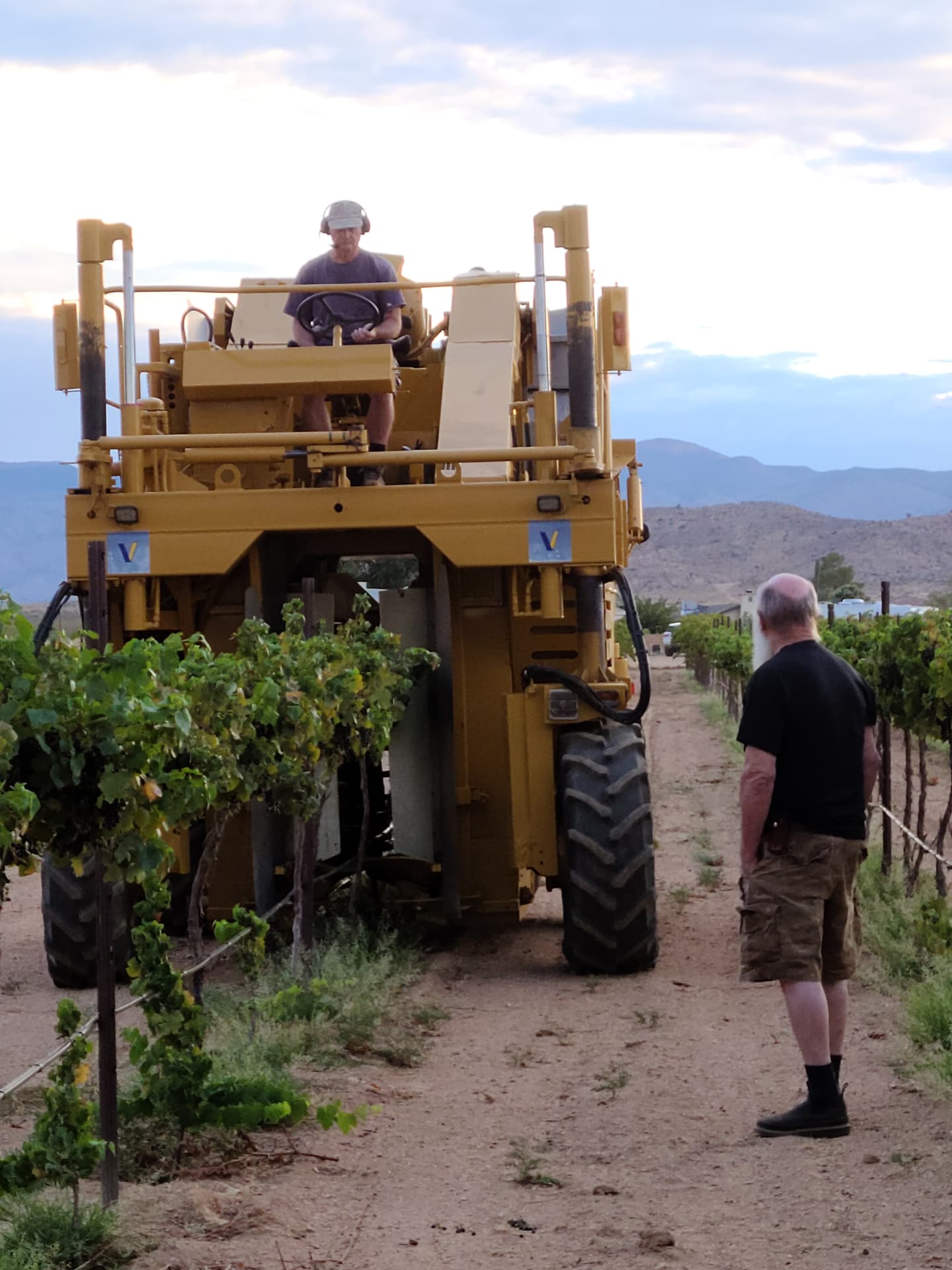 Working a row on harvest morning