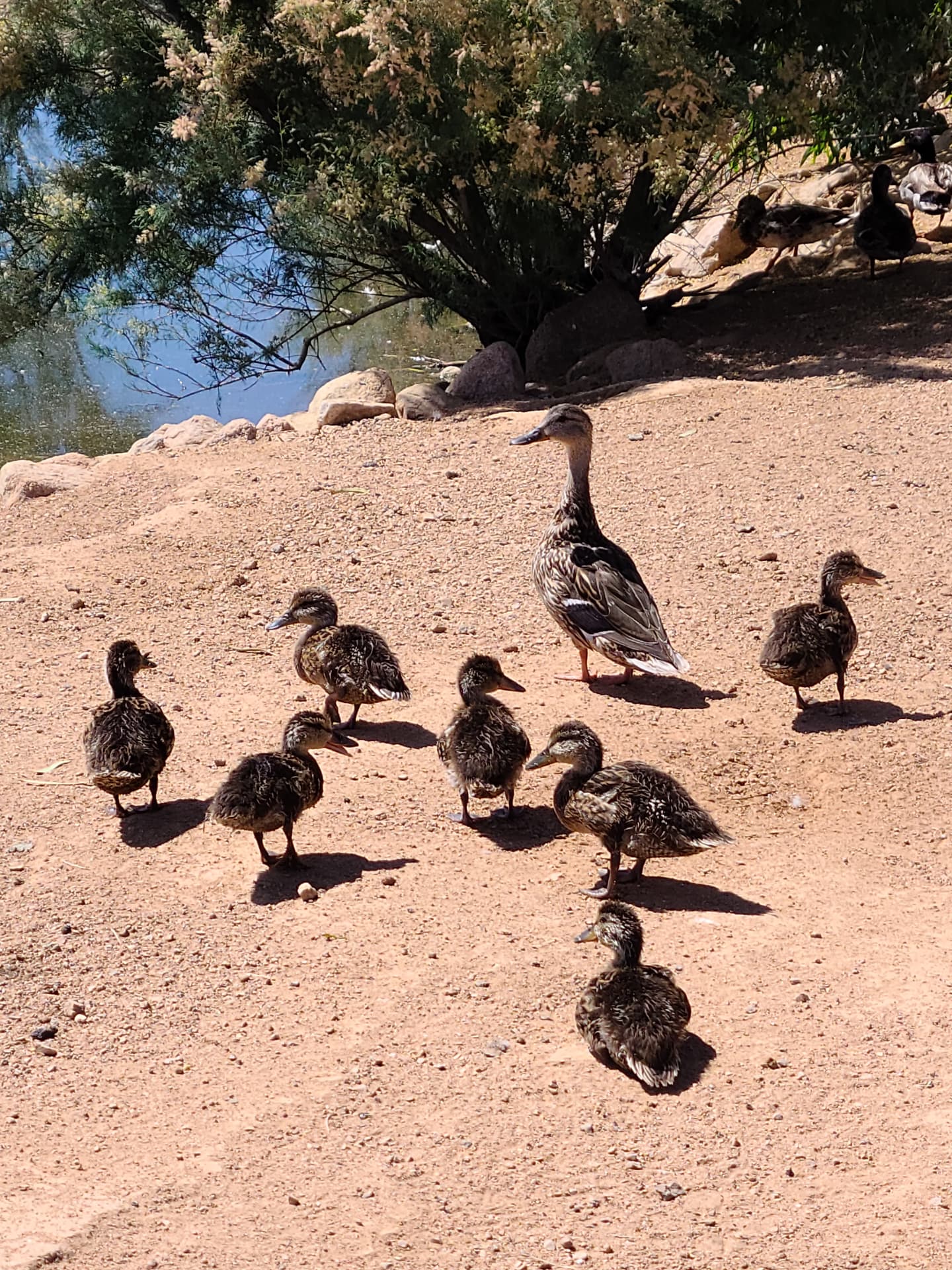Ducklings at the pond