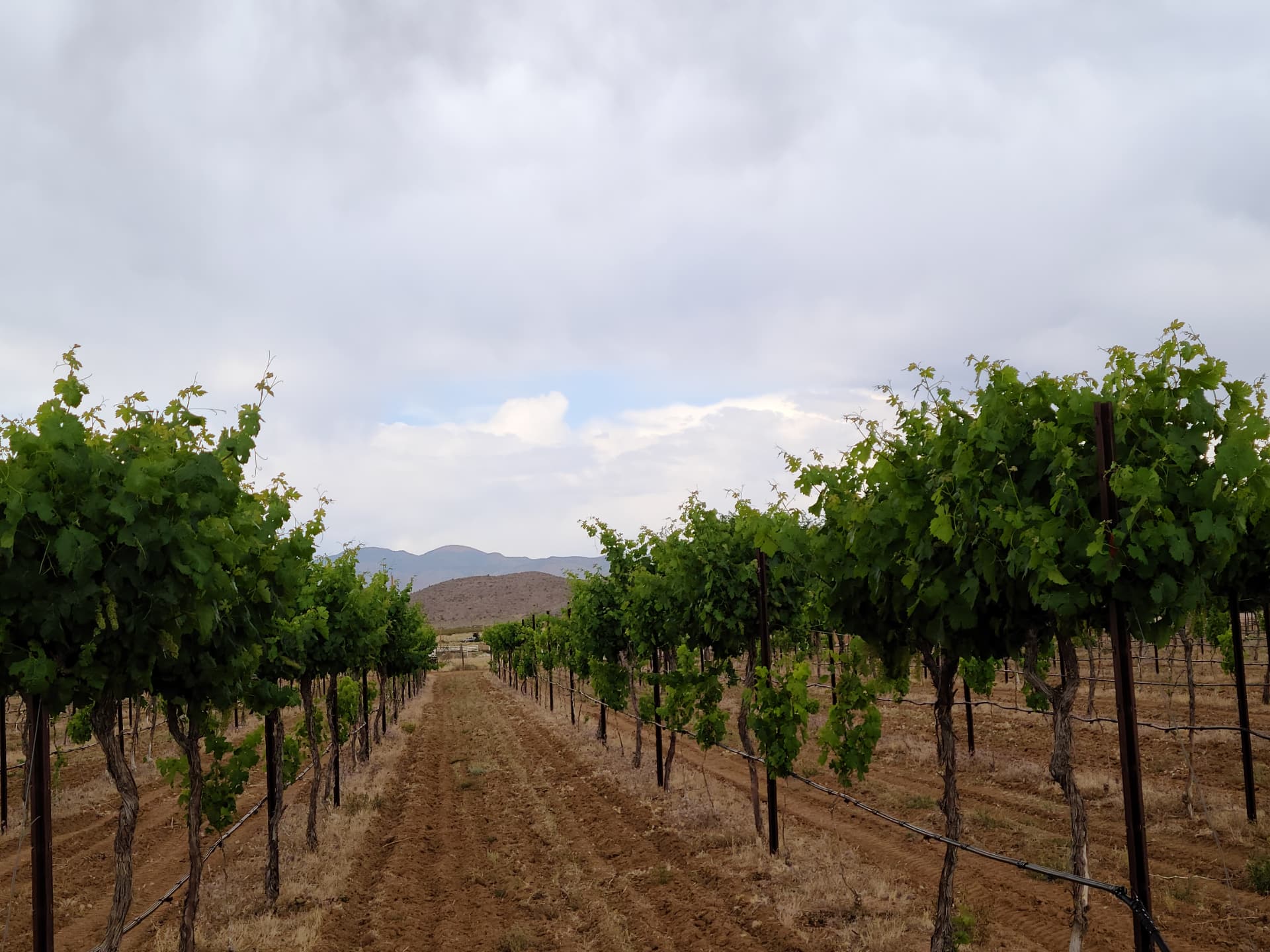 Vineyard rows running toward the Hualapai mountains
