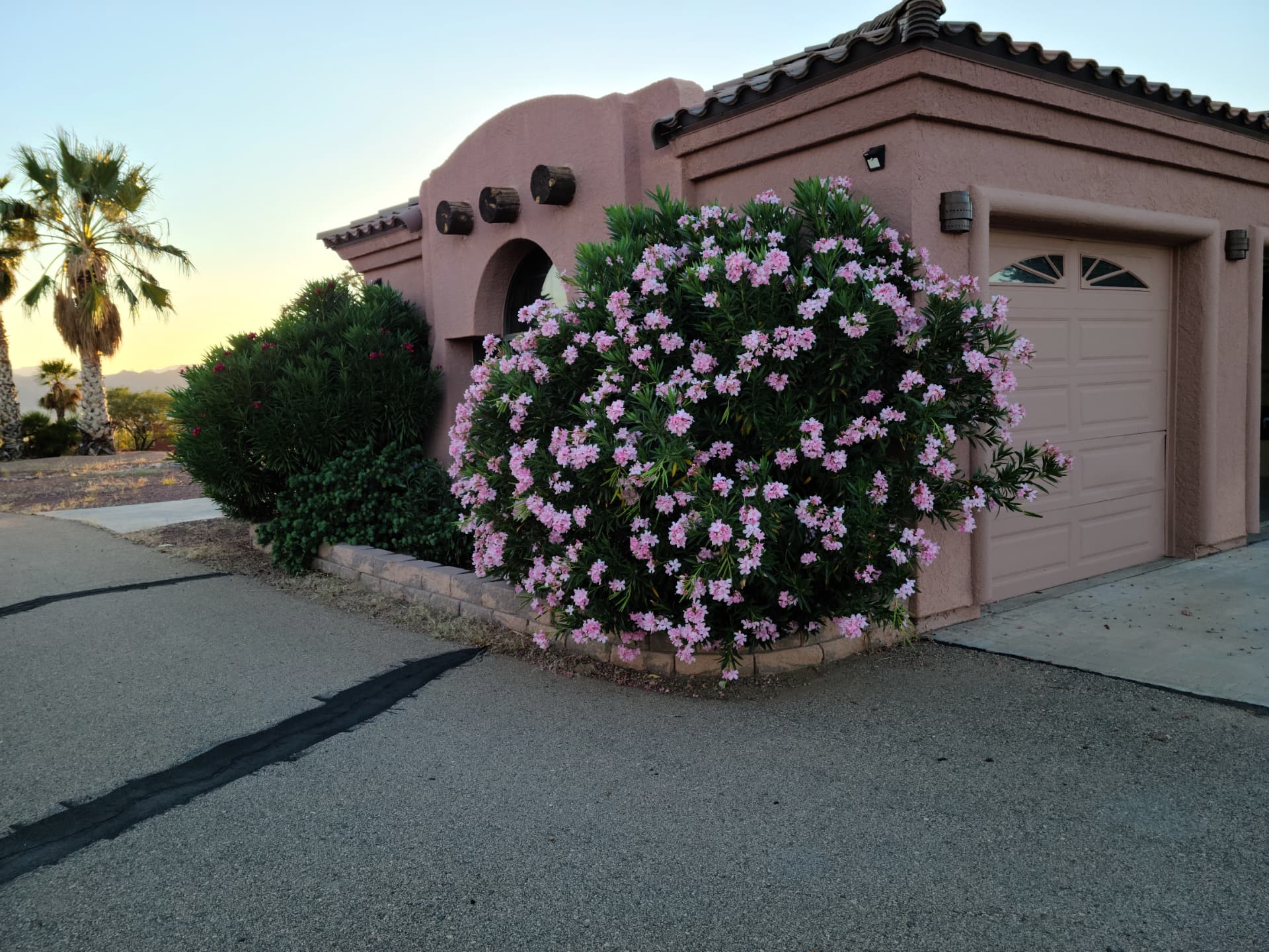 Blooming oleander beside the adobe-style property house at dusk