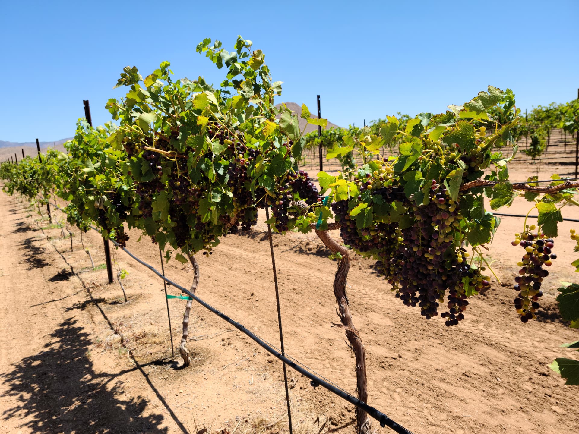 Fruit set under a wide desert sky