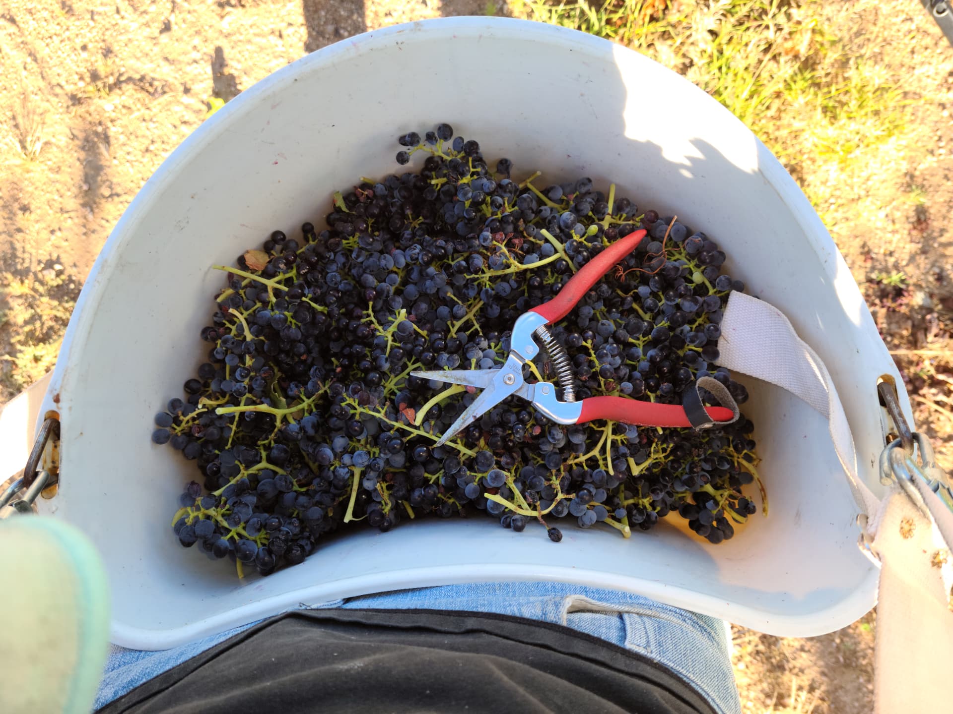 Hand-picked clusters in the lug