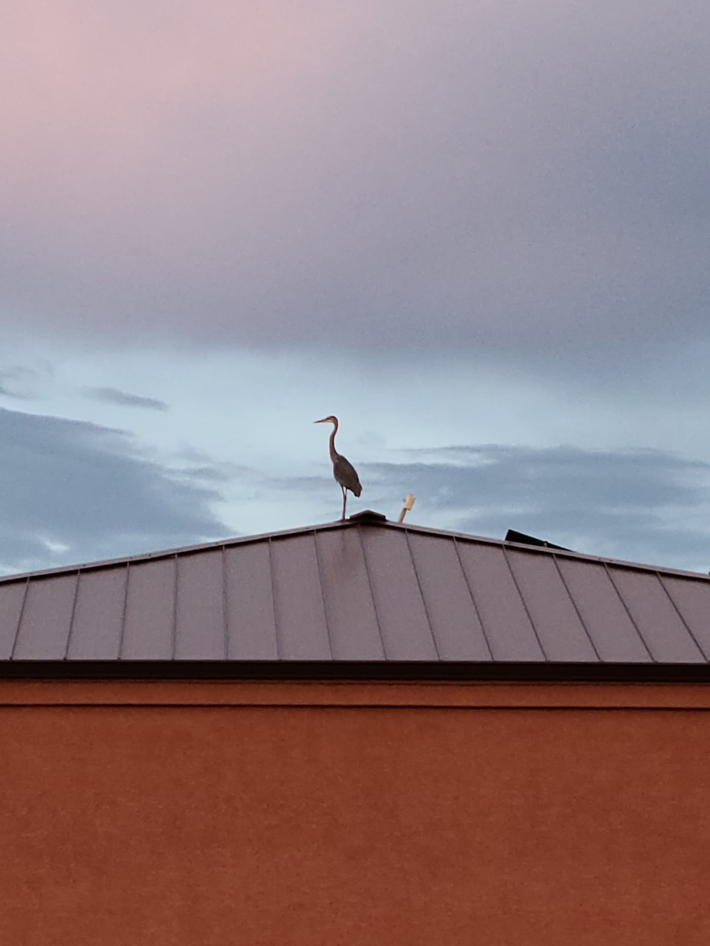 A heron keeping watch at dusk