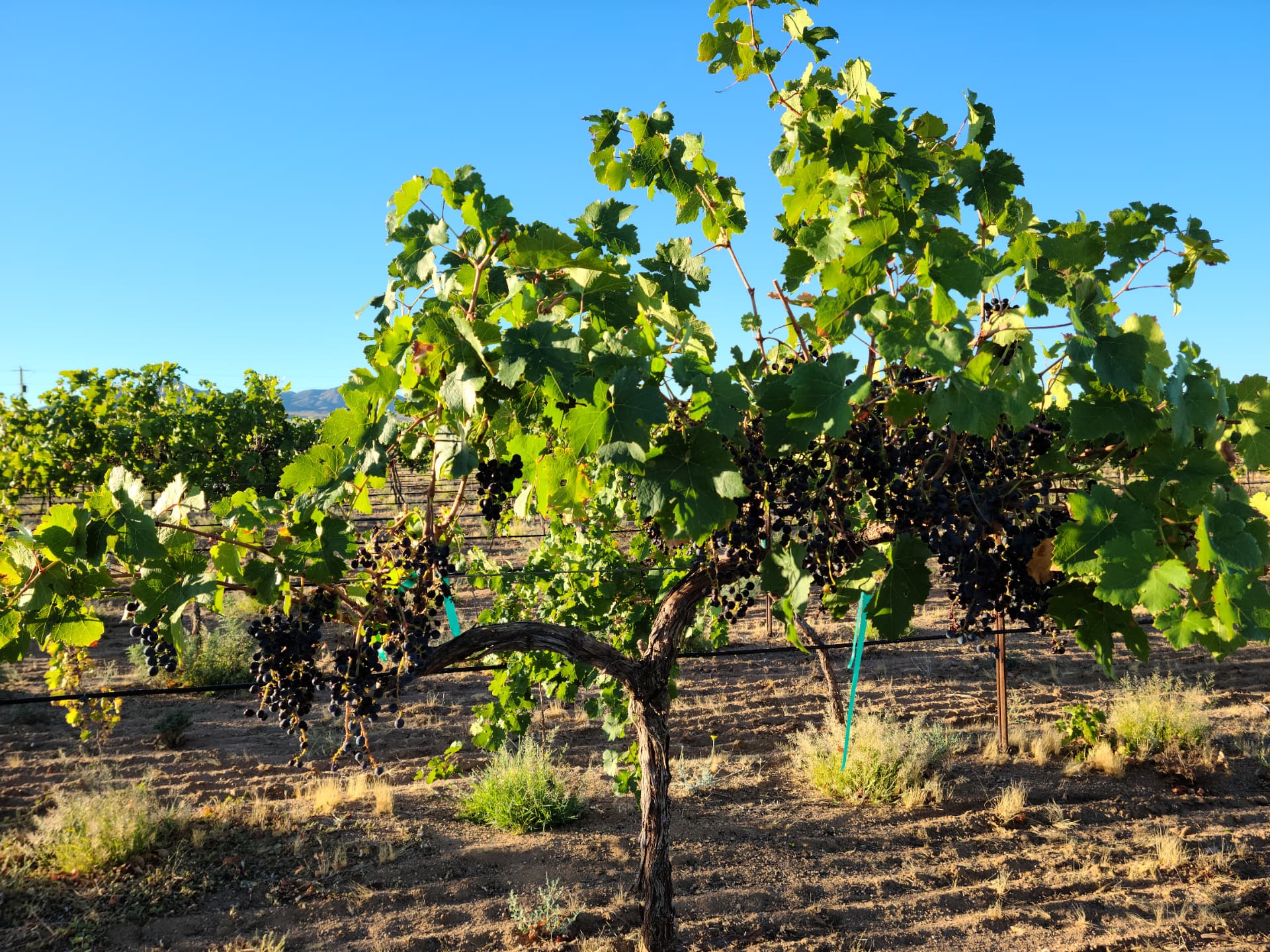 Vines loaded with fruit at harvest
