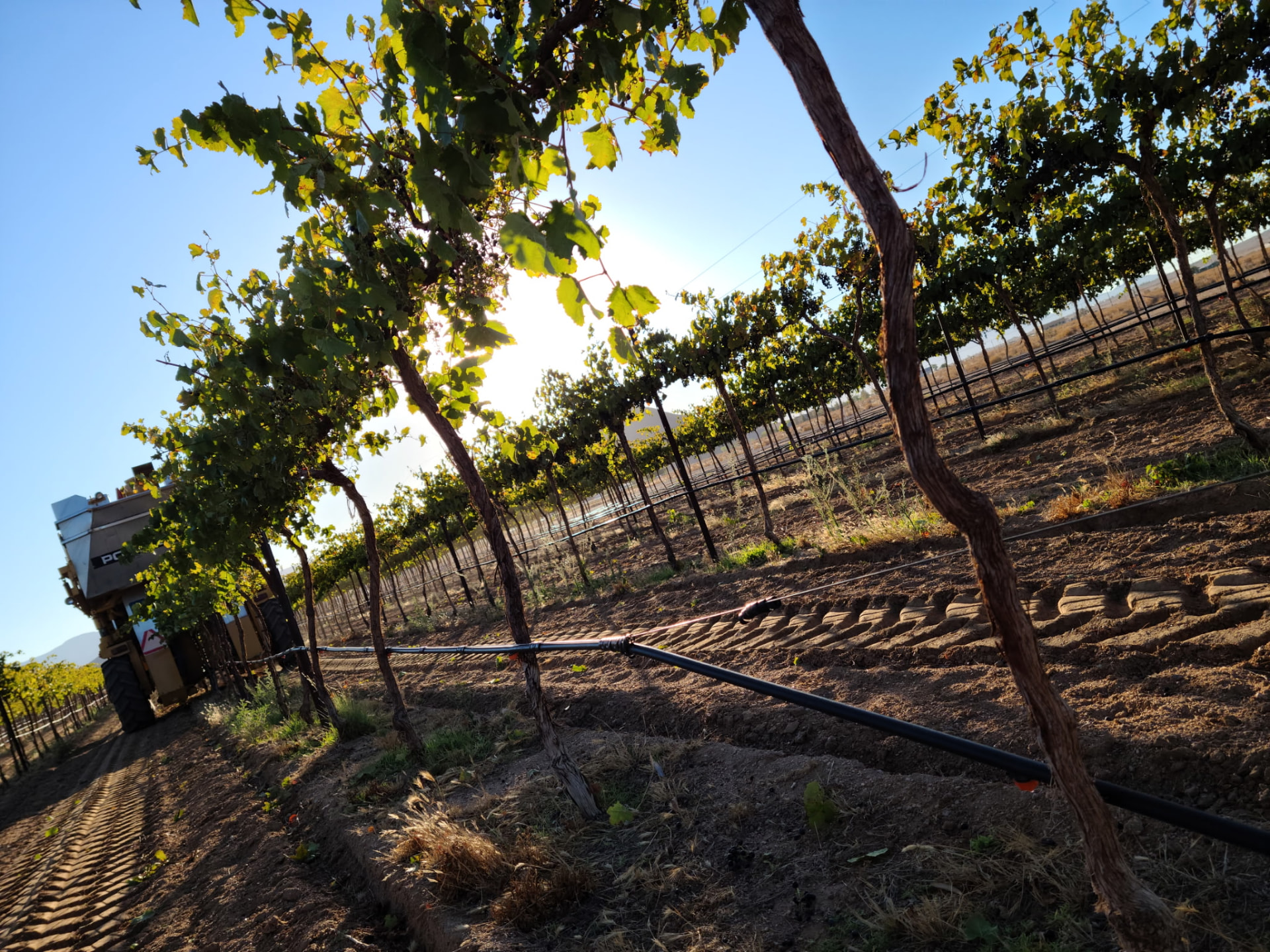Grapevine rows at sunrise with the grape harvester working the block at Quail Rock Vineyard