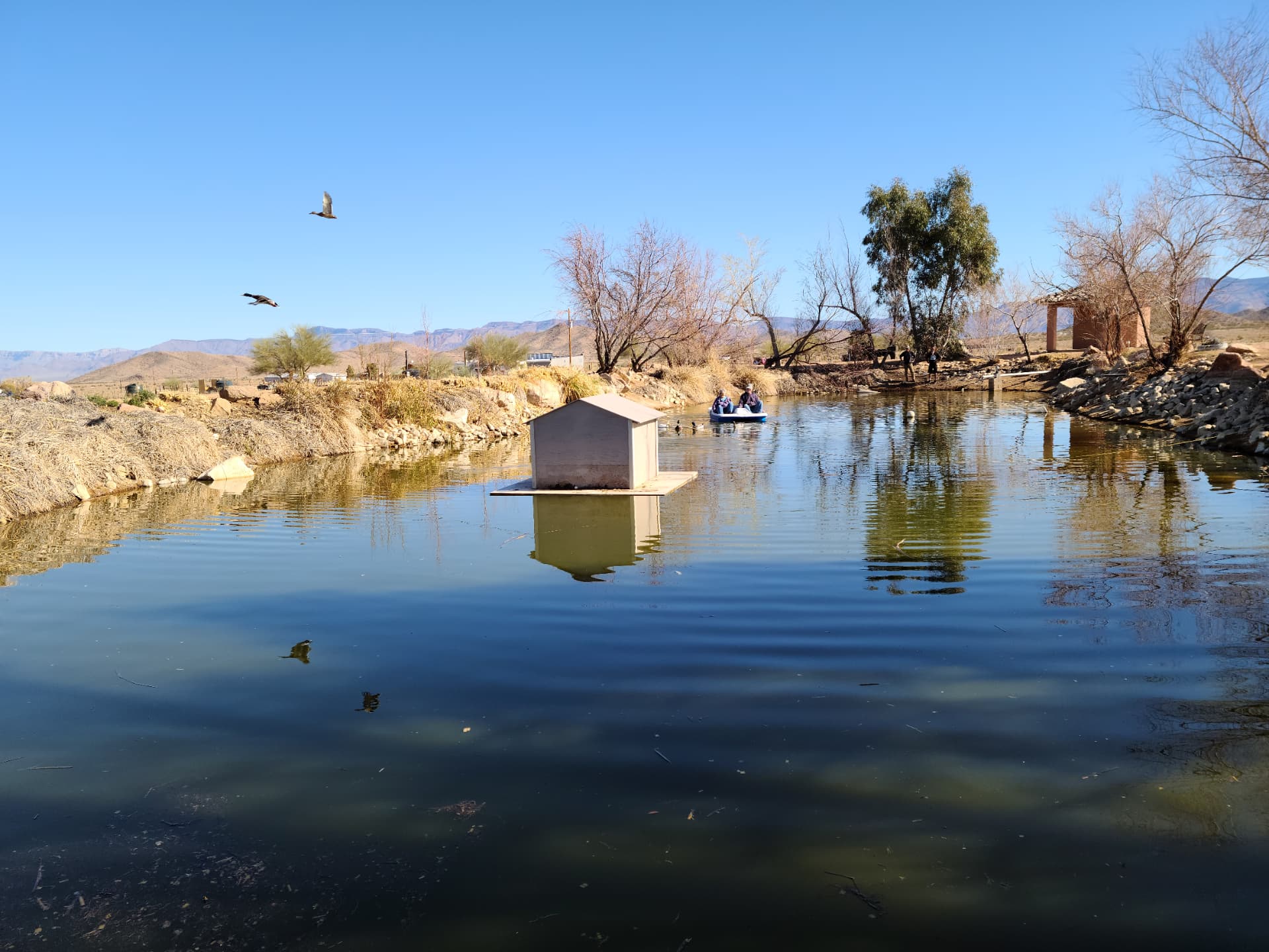 The pond and its ducks
