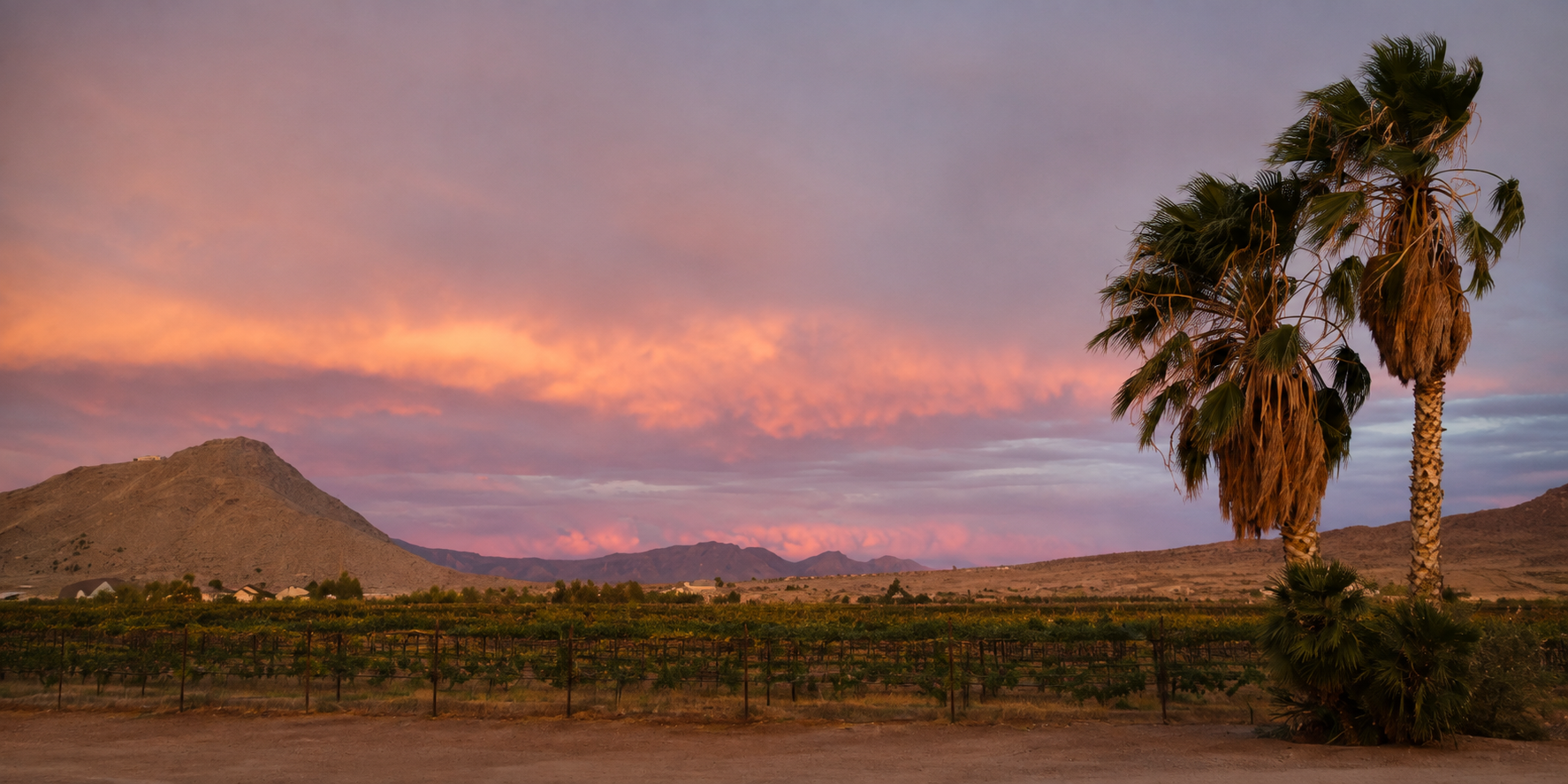 Vineyard rows, desert mountains, and palm trees at Quail Rock Vineyard beneath a pink and mauve sunset sky in Valle Vista, Arizona